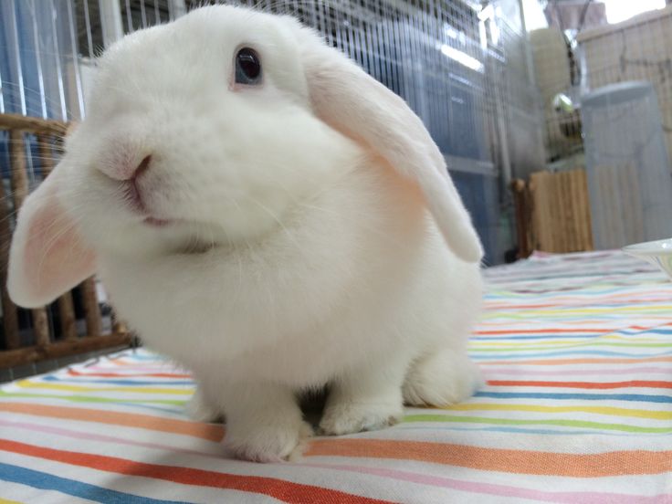 İngiliz Mini Lop Tavşan