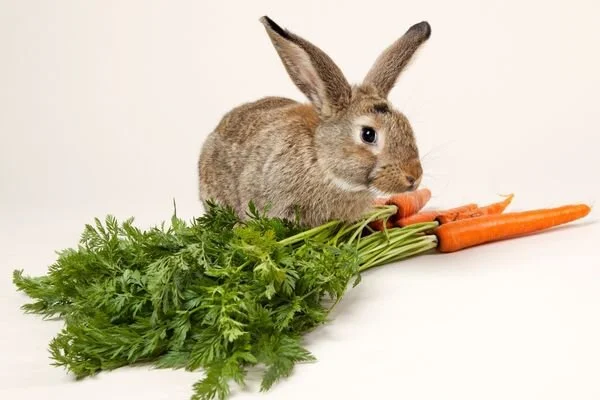 Tavşanlar Ne Yer Ne İçer