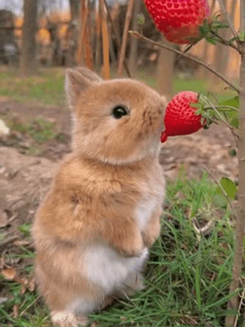 Tavşanlar Ne Yer Ne İçer
